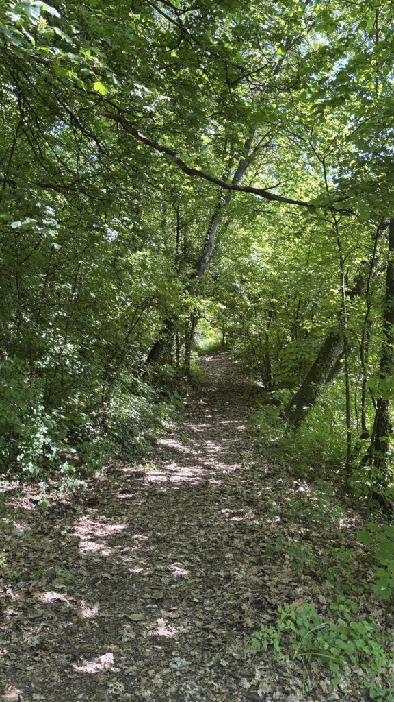bagno di bosco e yoga a rocca malatina