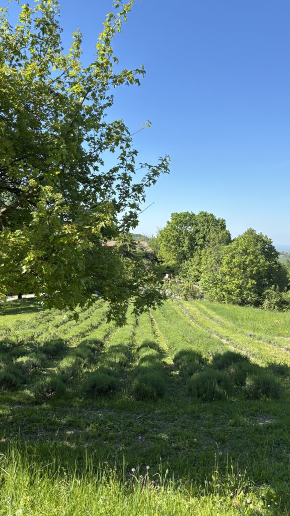 Meditazione nel campo di lavanda durante il ritiro di yoga e natura condotto da Alessandra insegnante di Yoga a Marano e Vignola